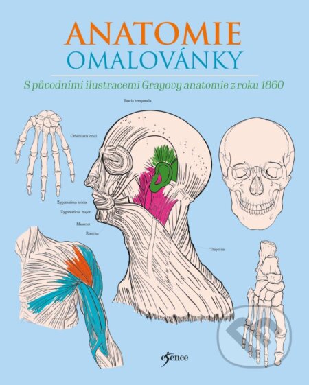 Anatomie omalovánky