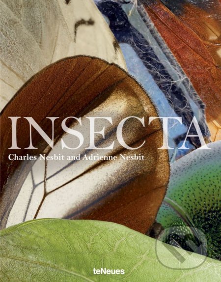 Insecta