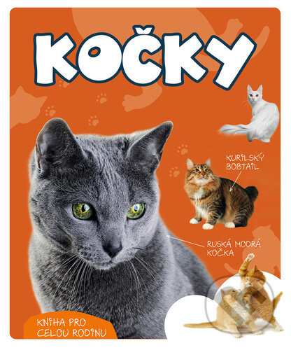 Kočky