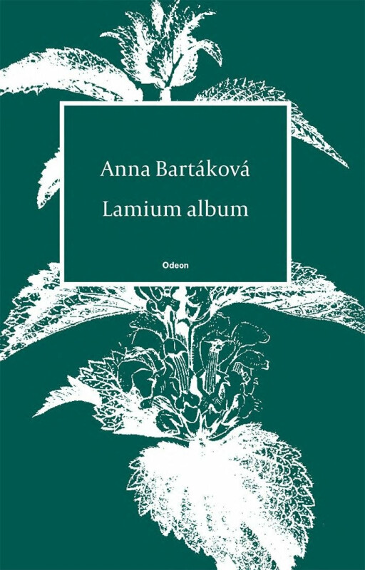 Lamium album - Anna Bartáková