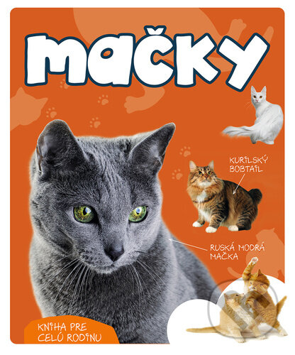 Mačky