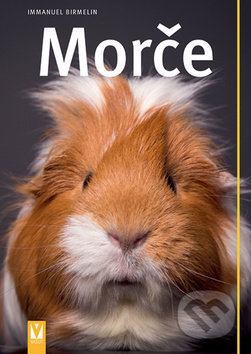 Morče