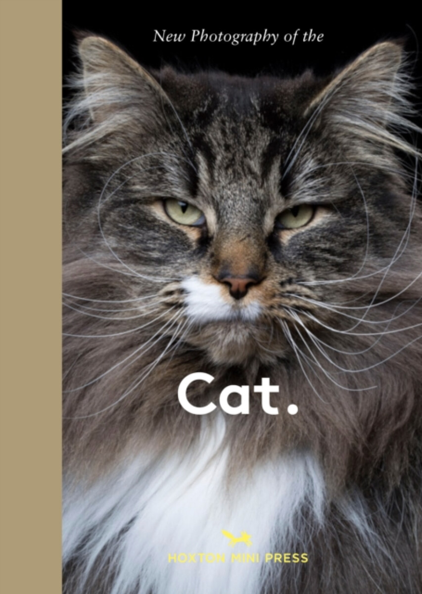 New Photography of the Cat.