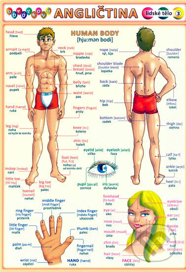 Obrázková angličtina: Lidské tělo