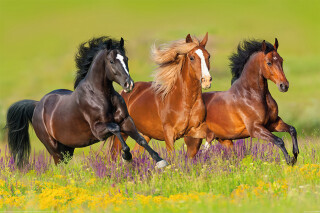 Plakát Horses