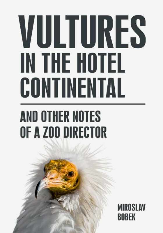 Vultures in the hotel Continental